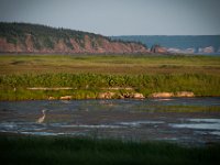 Great Blue Heron with Cape Enrage in the background